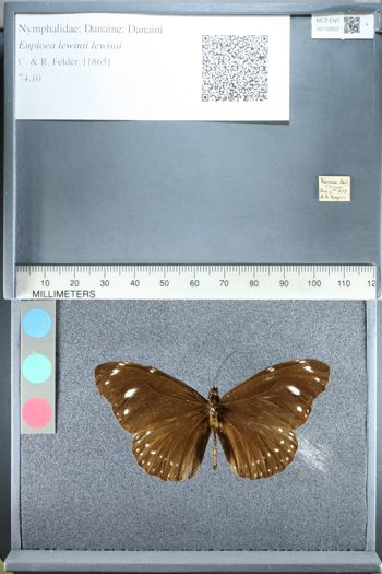 Media type: image;   Entomology 159337